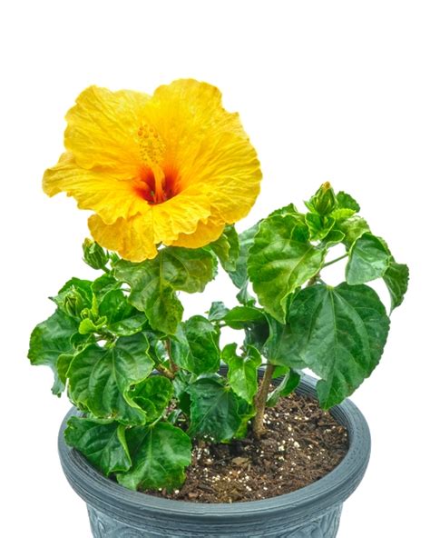 Hibiscus Flower Name In Marathi Meaning English Best Flower Site