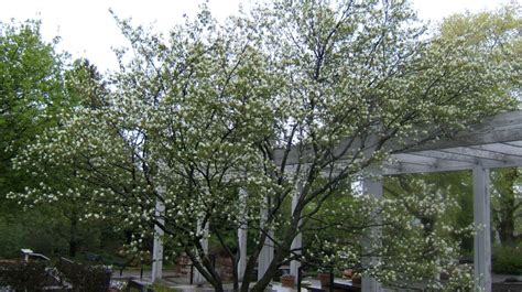 Serviceberry: The Delightful Ornamental and Culinary Shrub - Shrubs Garden