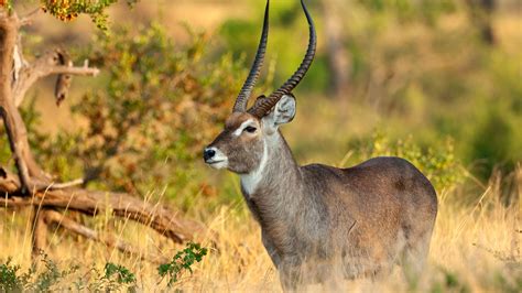 Antelope hunting with Limpopo Safaris | South Africa