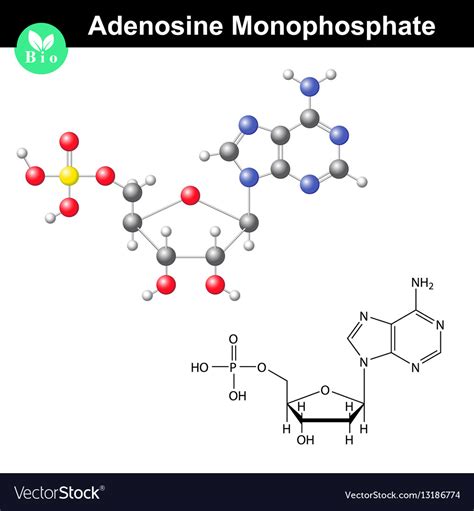 Adenosine monophosphate chemical structure Vector Image