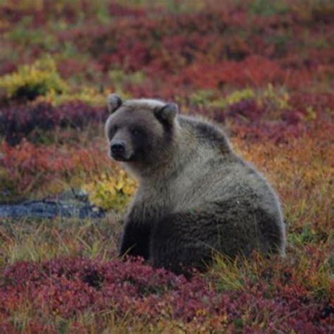 Northwest Territories Hunting | Canadian Wildlife Adventure