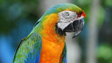 1920x1080 Parrot Colorful Beak Wallpaper Coolwallpapers Me