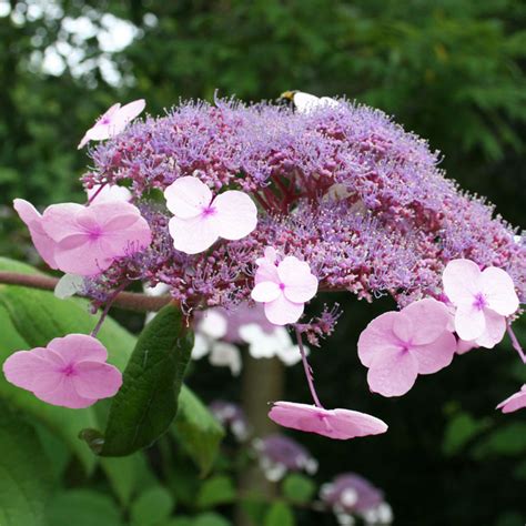 Hydrangea Aspera Villosa Anthony Bullivant Hortensia Arbustif Rose Violet