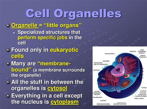 Ppt Cell Organelles Powerpoint Presentation Free Download Id 3005419