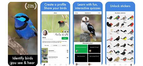 9 Of The Best Birdwatching Apps In Australia Birda