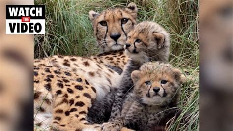 Cuteness overload: Baby Cheetah cubs | Daily Telegraph