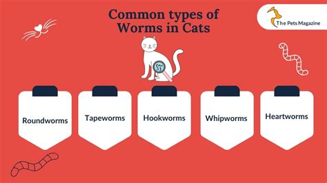 Signs Of Worms In Cats Types Causes And Treatment