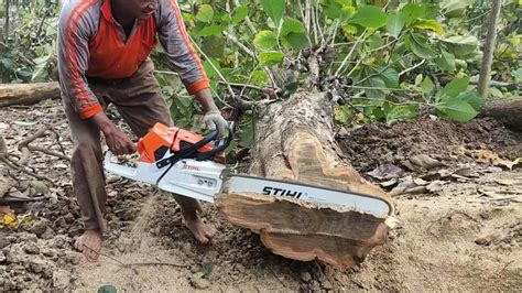 Pohon Kecil Vs Chainsaw Besar STIHL MS 881 Tebang Pohon Jati YouTube