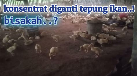 Konsentrat Diganti Dengan Tepung Ikan Bebek Pedaging Youtube