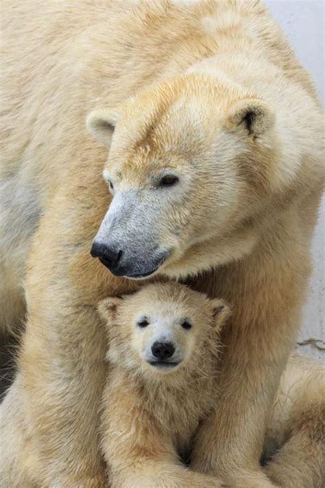 L Ours Polaire En Photographies Uniques Ours Polaire Animaux