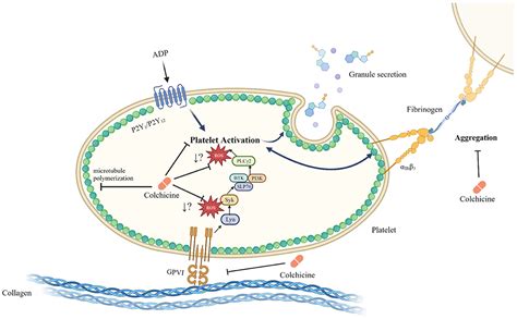 Frontiers Perspective Collagen Induced Platelet Activation Via The