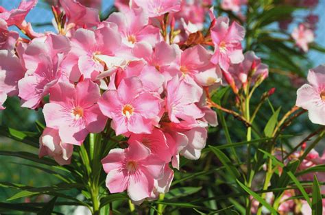 Oleander: Plant Care & Growing Guide