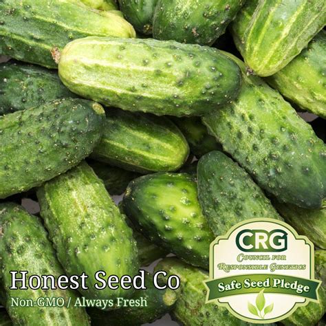 Wisconsin SMR 58 Pickling Cucumber Seeds Honest Seed Co