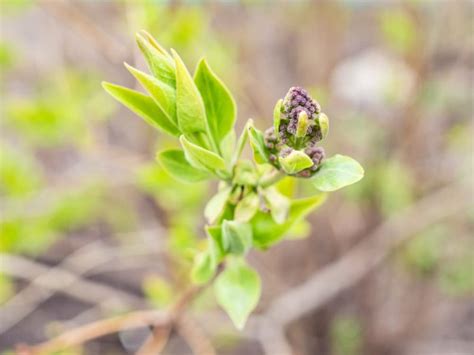 Here's How You Can Propagate Lilac Through Suckers, Cuttings Or ...