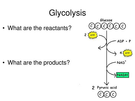 Glycolysis And Krebs Cycle Ppt Download