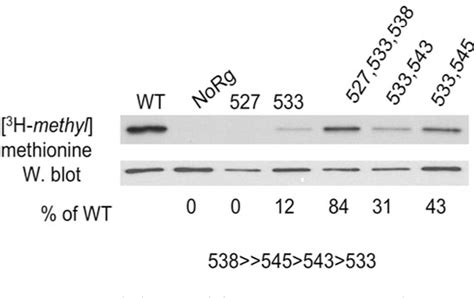 Figure 1 from Identiﬁcation and characterization of the methyl