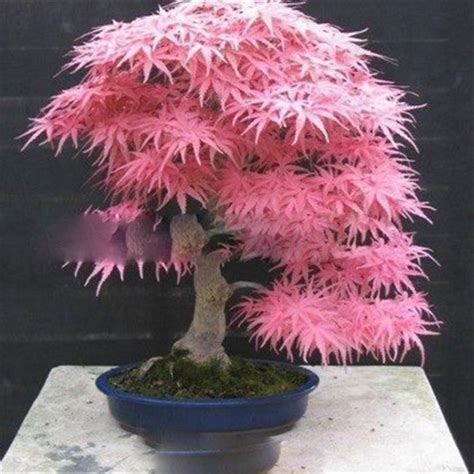 50 Japanese Maple Bonsai Seeds OutletTrends.com Free Shipping Up to 70% OFF