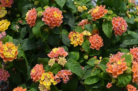 Lantana Camara Balluceagl Lantana Little Lucky™ Peach Glow From