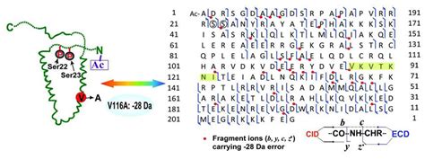 Characterization Of Protein Structure Creative Proteomics