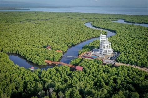 Keajaiban Hutan Mangrove Menjaga Keseimbangan Ekosistem Pesisir PT