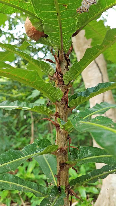 Ficus Pseudopalma Moraceae Image At Phytoimages Siu Edu