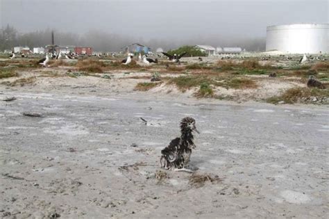 Free picture: laysan, albatross, chick, survived, washed, tsunami