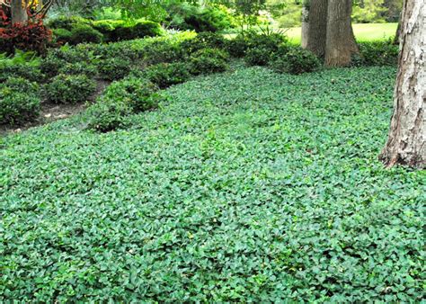 Purple Wintercreeper Euonymus By Steve Huddleston Neil Sperrys Gardens