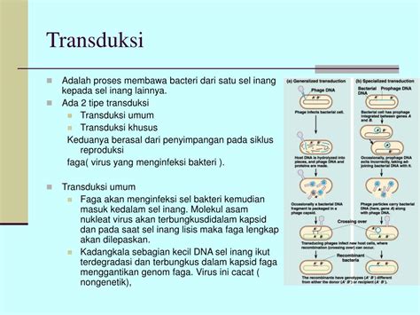 Ppt Genetika Virus Dan Bakteri Powerpoint Presentation Free Download Id 3640459