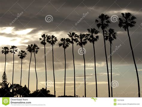 Las Palmeras Siluetean En El Cielo De La Puesta Del Sol Foto De Archivo