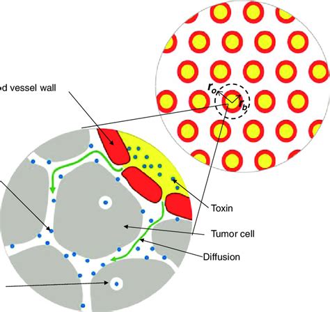 The Tumor Model The Tumor Consists Of A Set Of Identical Download