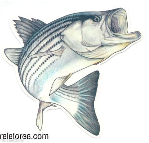 Striped Bass Drawing at PaintingValley.com | Explore collection of ...