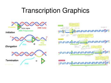 Ppt Transcription And Translation Powerpoint Presentation Free