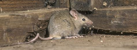 Signs of a Mice Infestation | Rentokil Pest Control South Africa