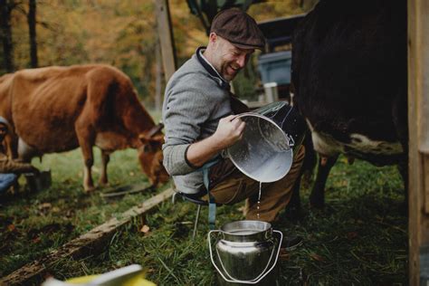 How To Milk A Cow By Hand Abundant Permaculture