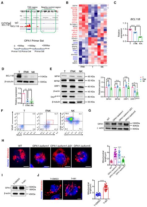 Bcl B And The Nurd Complex Cooperatively Guard Tcell Fate And Inhibit