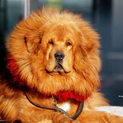 Dog Breed That Looks Like A Lion