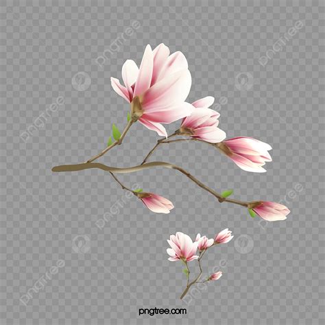 Watercolor Magnolia White Transparent, Watercolor Pink Magnolia Flower, Watercolor Magnolia ...