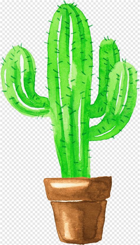 Green Cactus Illustration Cactaceae Painting Succulent Plant Creative