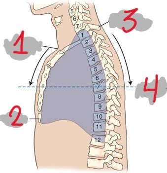 Unit Chest Radiography Flashcards Quizlet