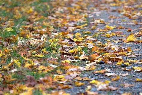 Free Picture Texture Leaf Nature Grass Road Ground