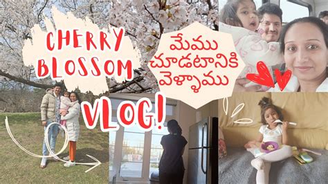 Vlog Cherry Blossom