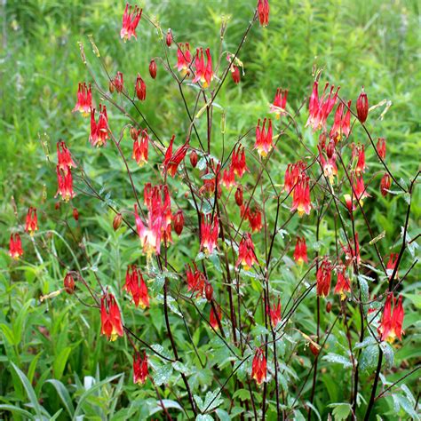 Wild Columbine Flower