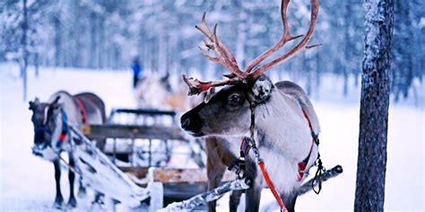 Finland Winter Tours / Authentic Scandinavia