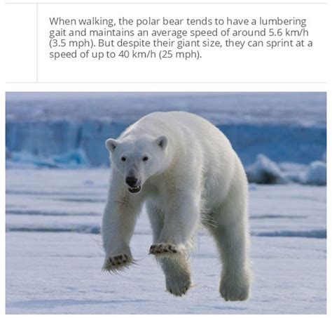 Facts You Probably Dont Know About Polar Bears 25 Pics