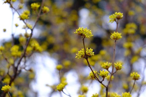 Flor Planta Árbol Foto gratis en Pixabay Pixabay