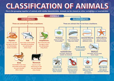 Mr. Wesly KiCS' Journal: Animal Classification