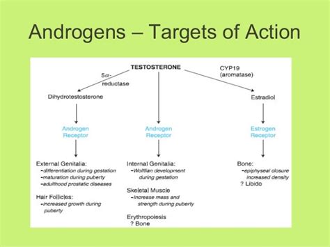 Androgens Drdhriti