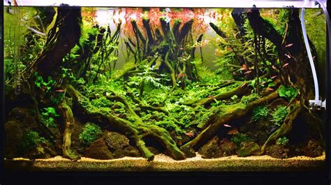 An Aquarium Filled With Lots Of Green Plants And Trees In The Middle Of