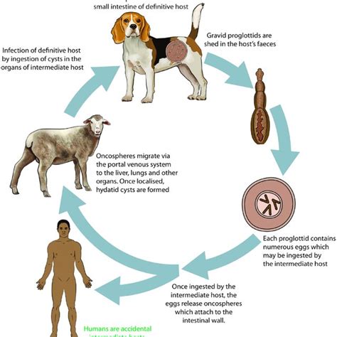 Imaging Of Liver Cystic Echinococcosis Ce Cystic Echinococcosis Download Scientific Diagram