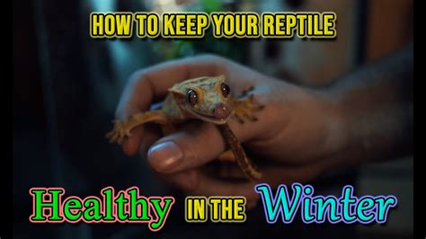 How To Keep Your Reptile Healthy In The Winter Youtube